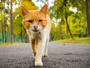 Сохраняется высокая пожароопасность!